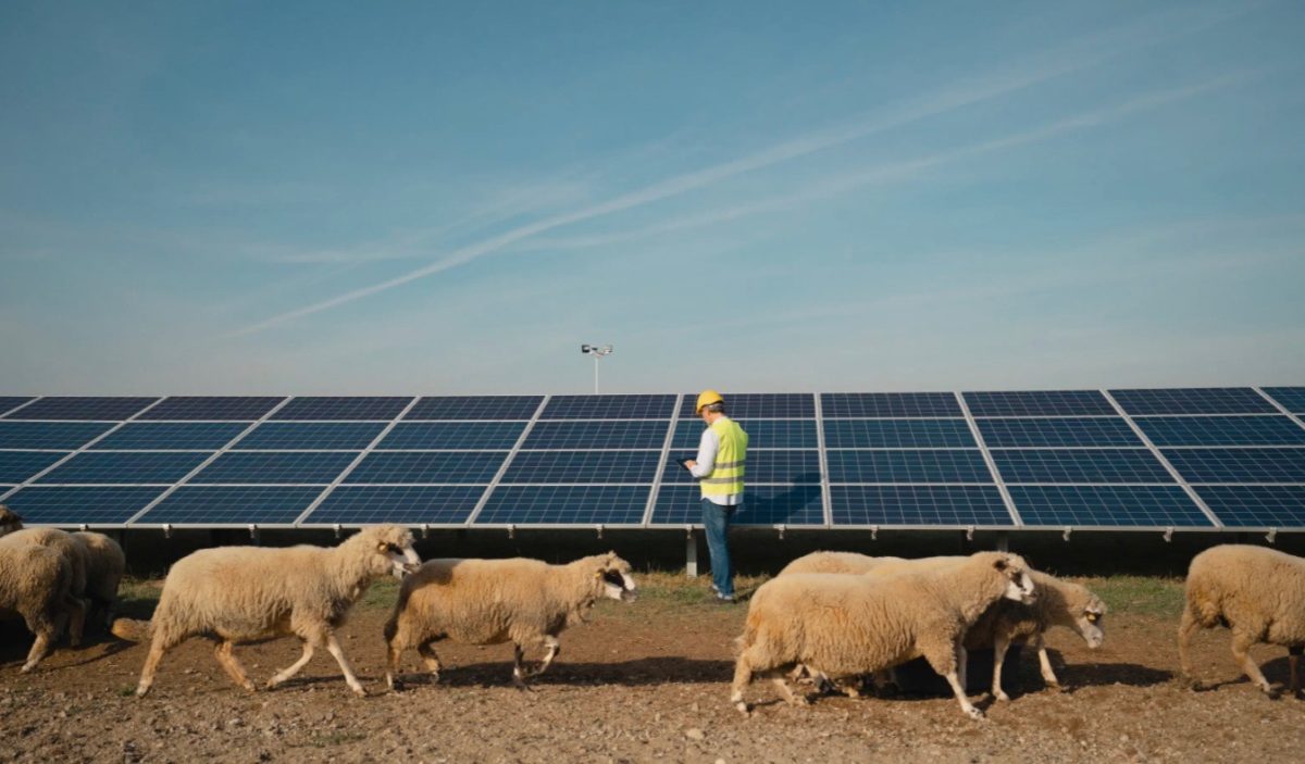 Google exec backs Helios Energy’s New Zealand solar pipeline