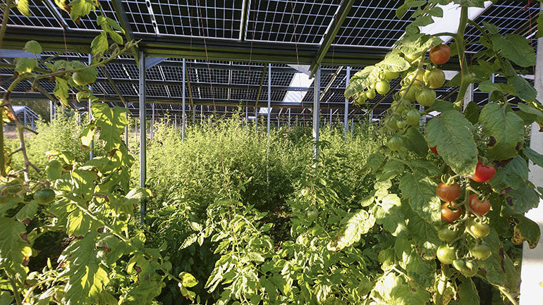 Sunfarming desenvolve 4 GW de potencial agrivoltaico em quatro estados do país