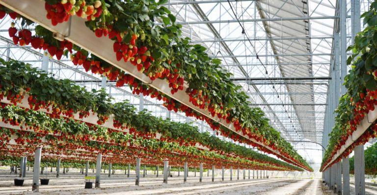 Urbasolar, l’INRAE et Mycophyto mutualisent leurs compétences dans l’agrivoltaïsme