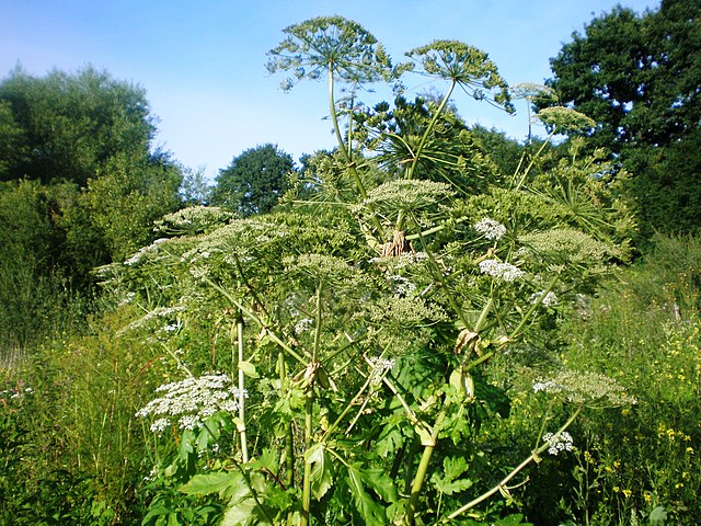 Sodium-ion battery anode made from toxic hogweed