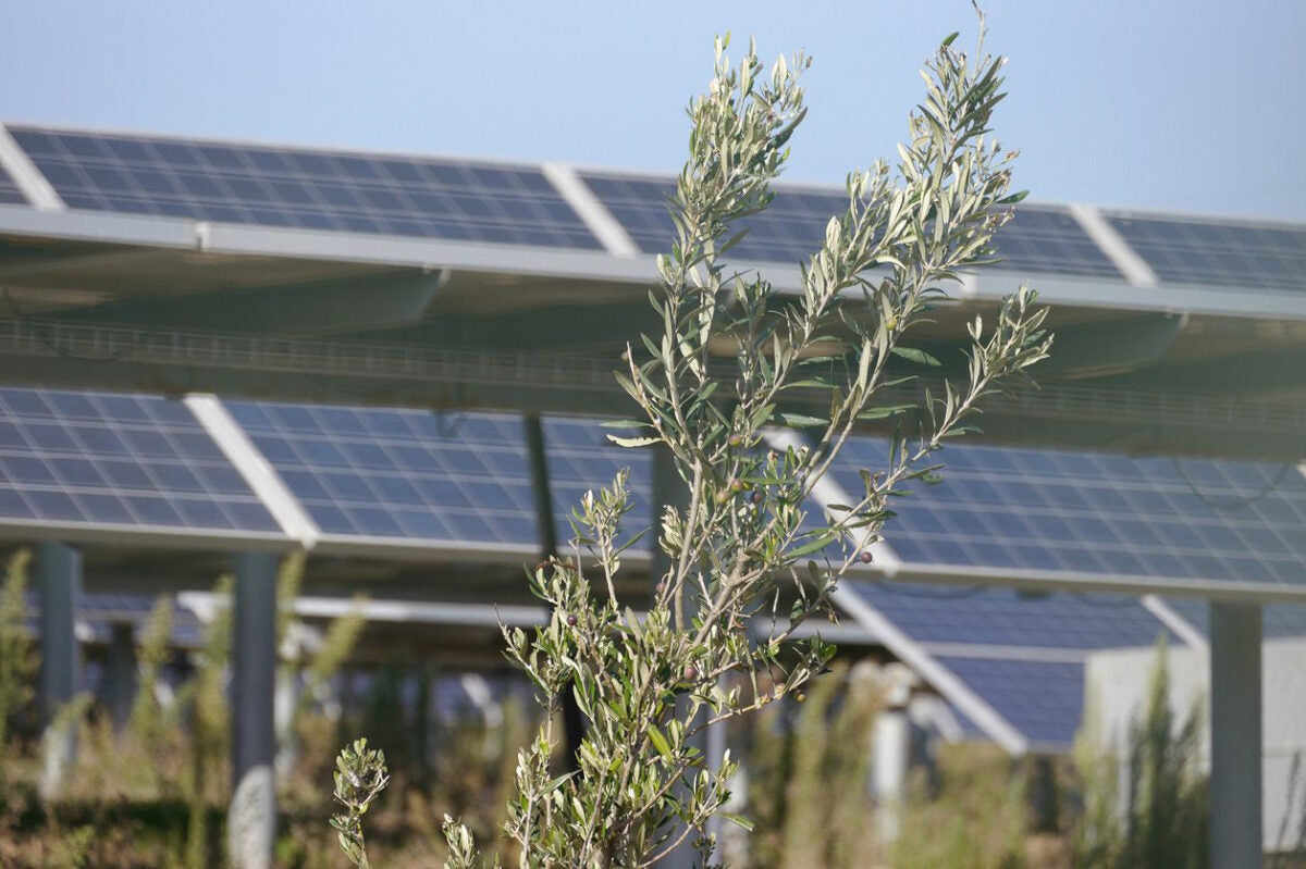 Barren soil for agrivoltaics