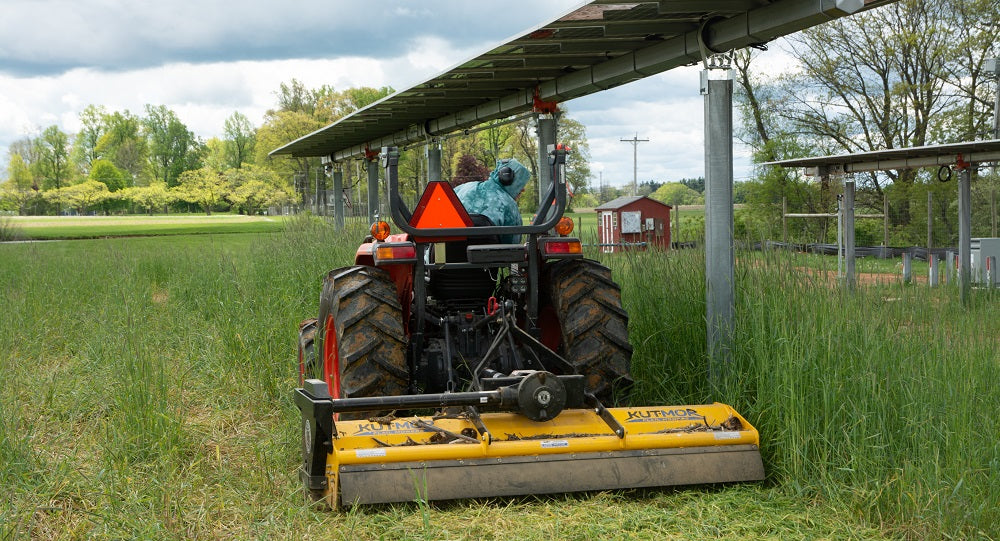 Producing solar energy, strawberries, tomatoes and peppers in one place