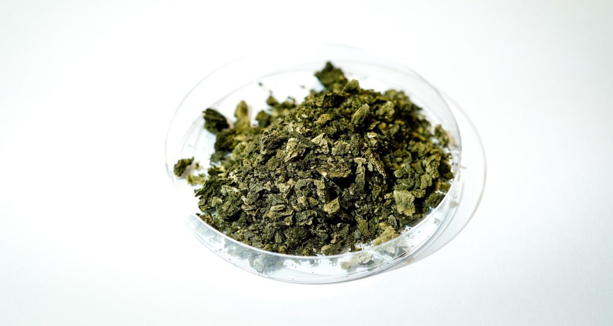 Algae could boost solar panel efficiency by 4%