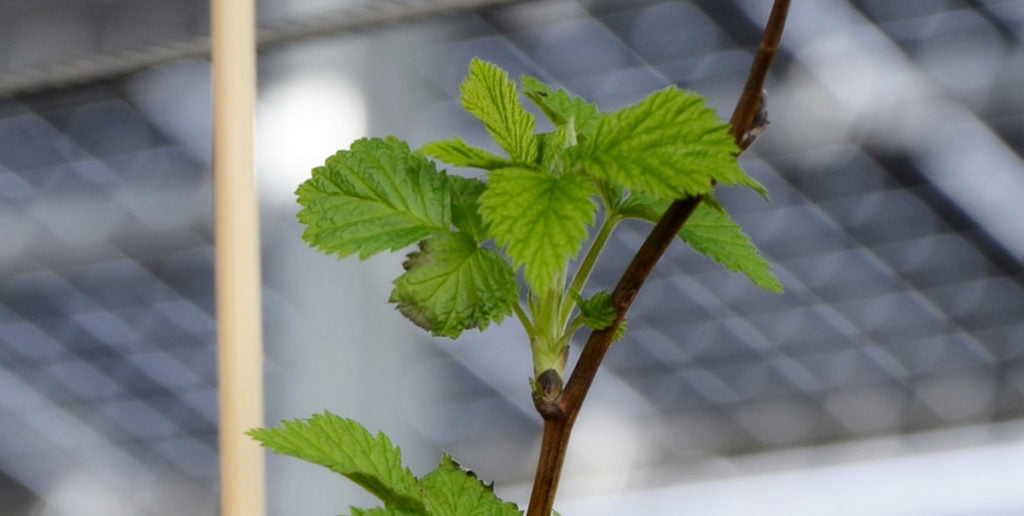 Fachhochschule Erfurt sieht sehr großes Potenzial für Agri-Photovoltaik in Thüringen