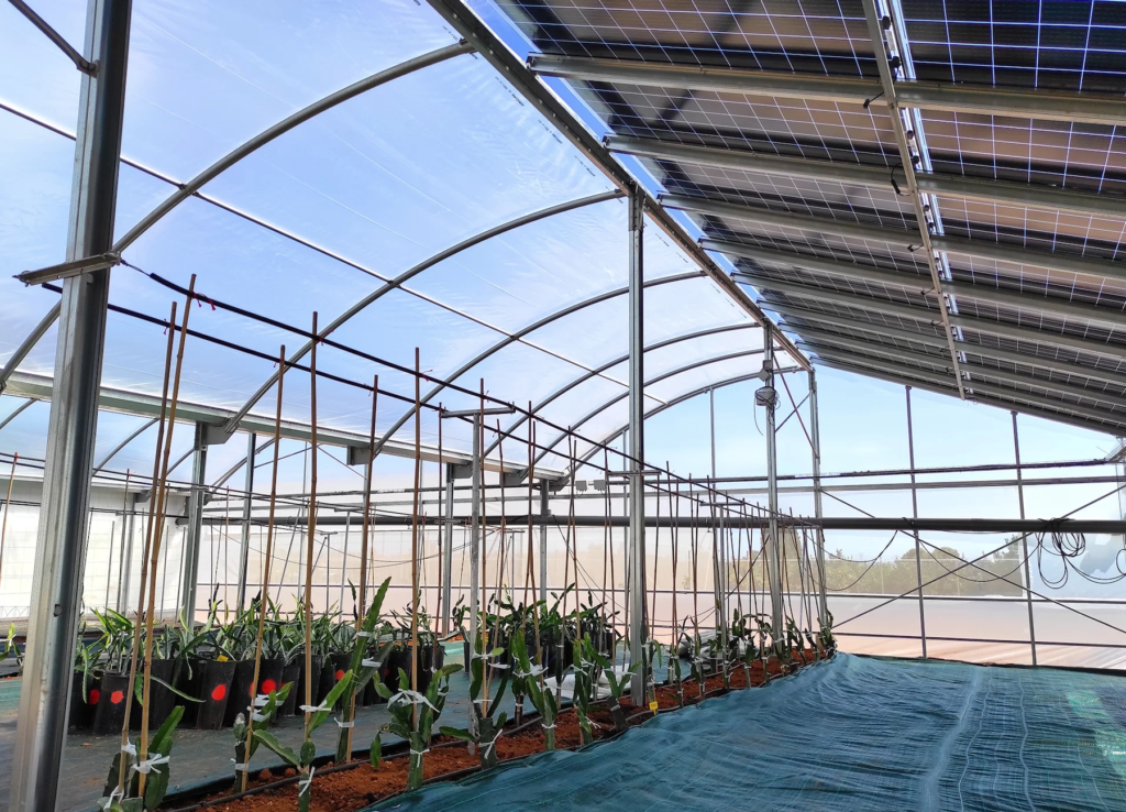 Tranesol presenta su primera comunidad energética agrovoltaica, de 1,5 MWp