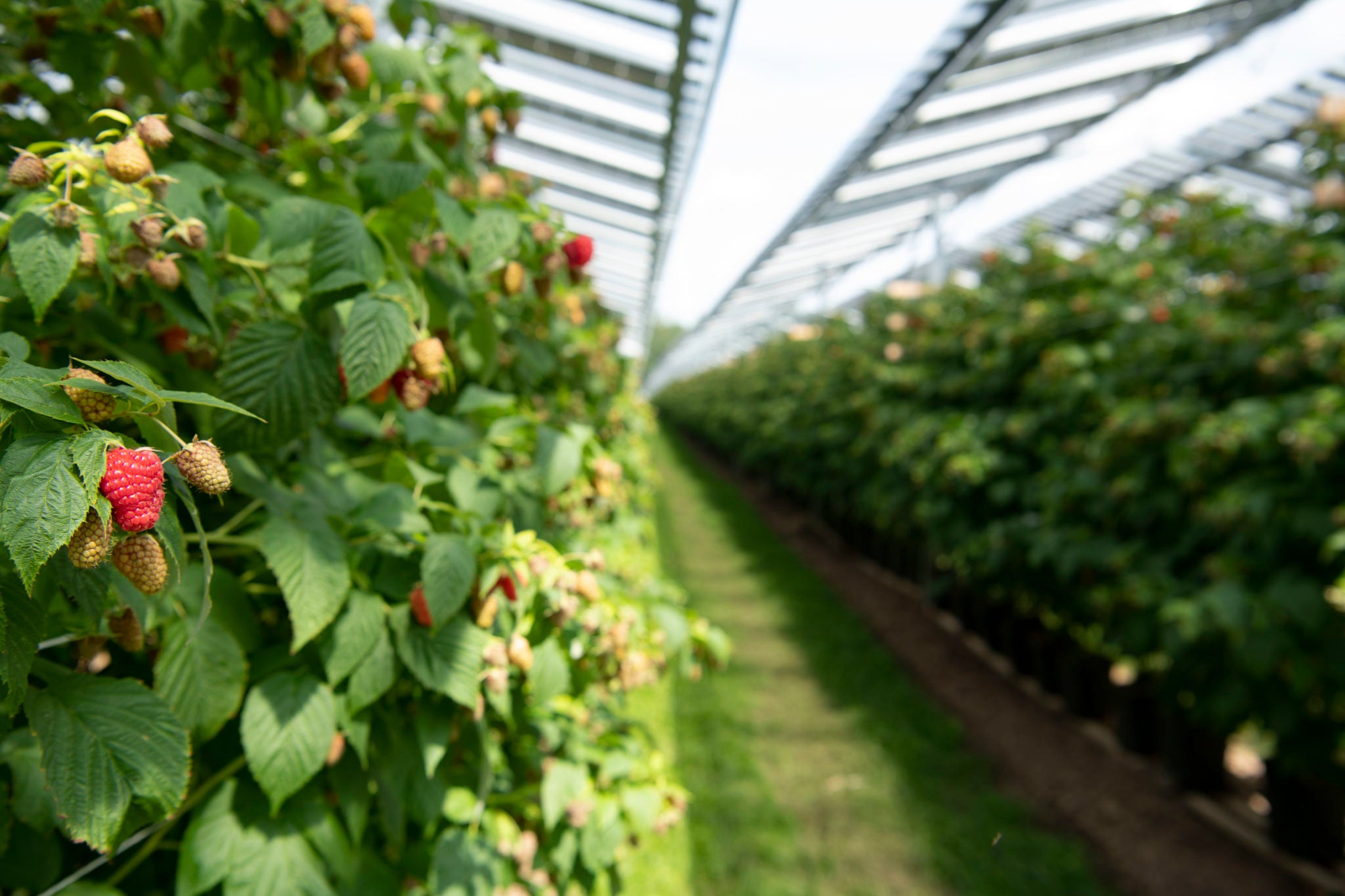 BayWa r.e. lance un projet de R&D agrivoltaïque en France avec l’INRAE