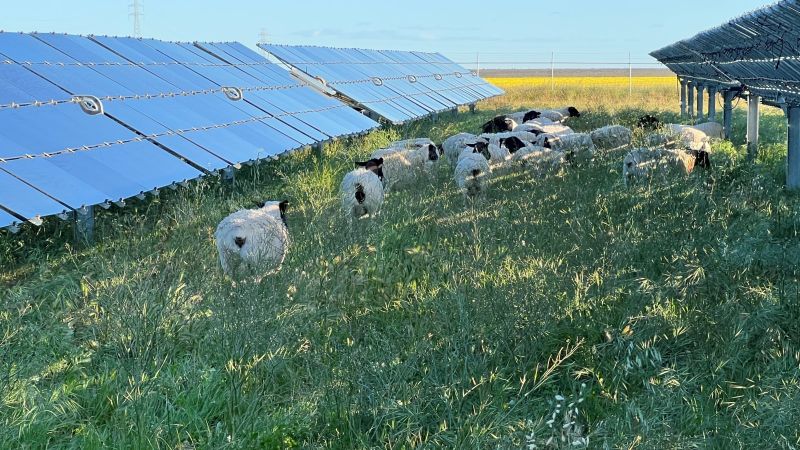 Bright reports positive signs in sheep grazing pilot