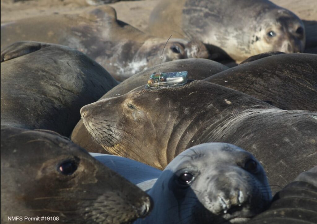 Fotovoltaica para dispositivos de telemetría de fauna marina