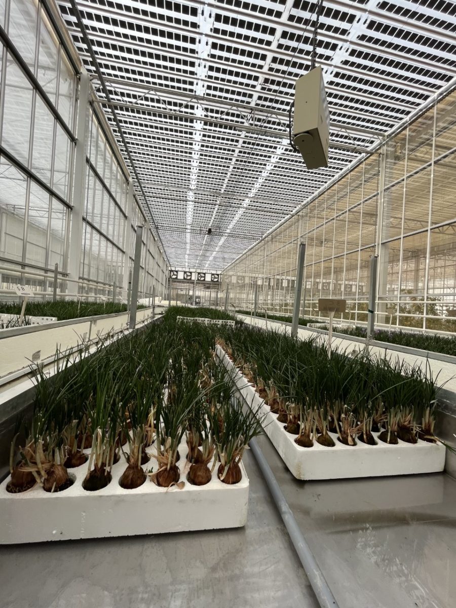 Pantallas fotovoltaicas para invernaderos y agrovoltaica