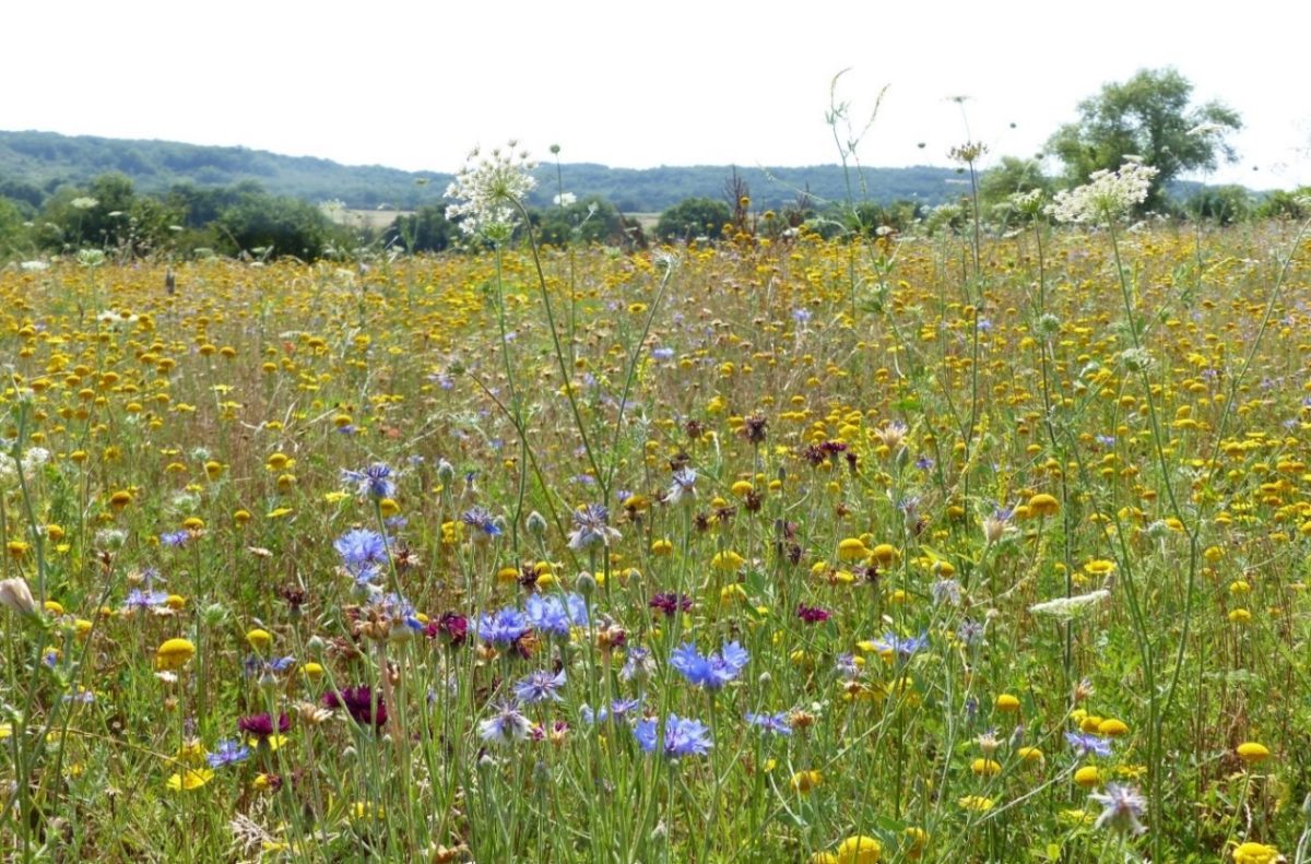 L’association Noé et wpd s’associent pour la protection des pollinisateurs sauvages