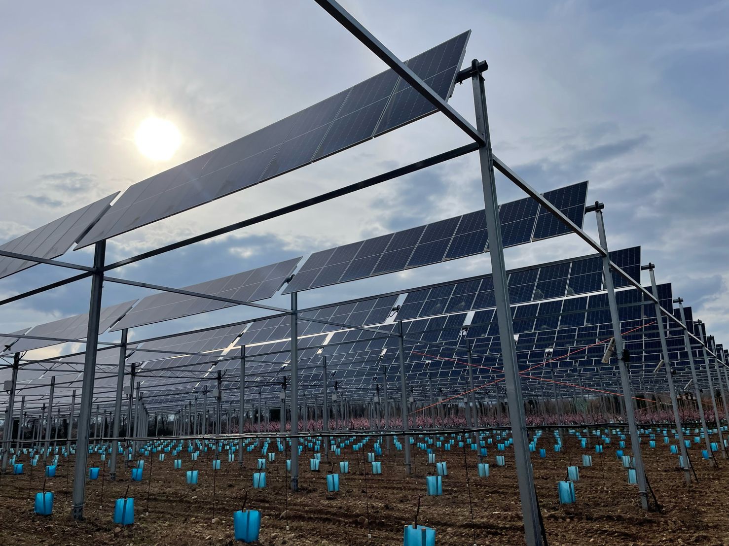 Sun’Agri inaugure le premier démonstrateur agrivoltaïque sur fruits à noyaux