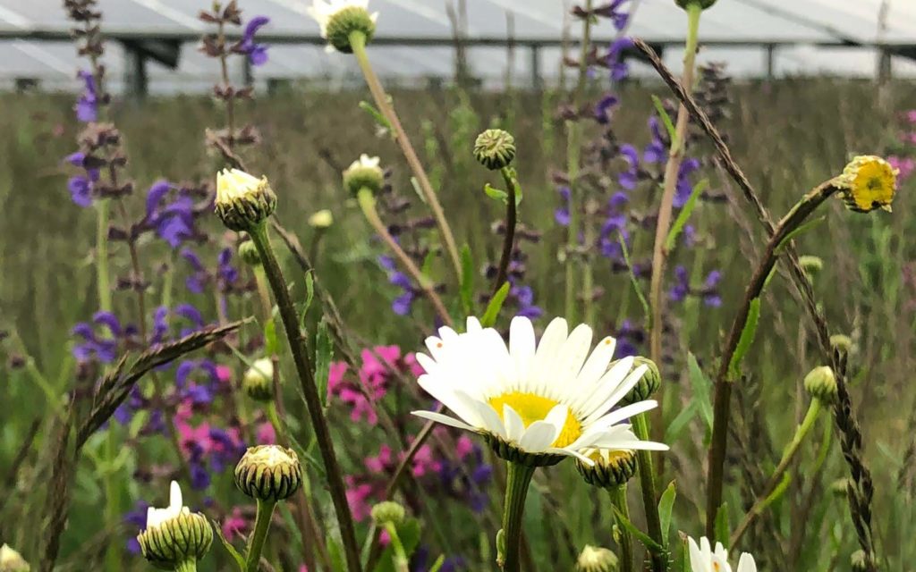 Greengo-Whitepaper zeigt große Potenziale für Biodiversitäts-Solarparks