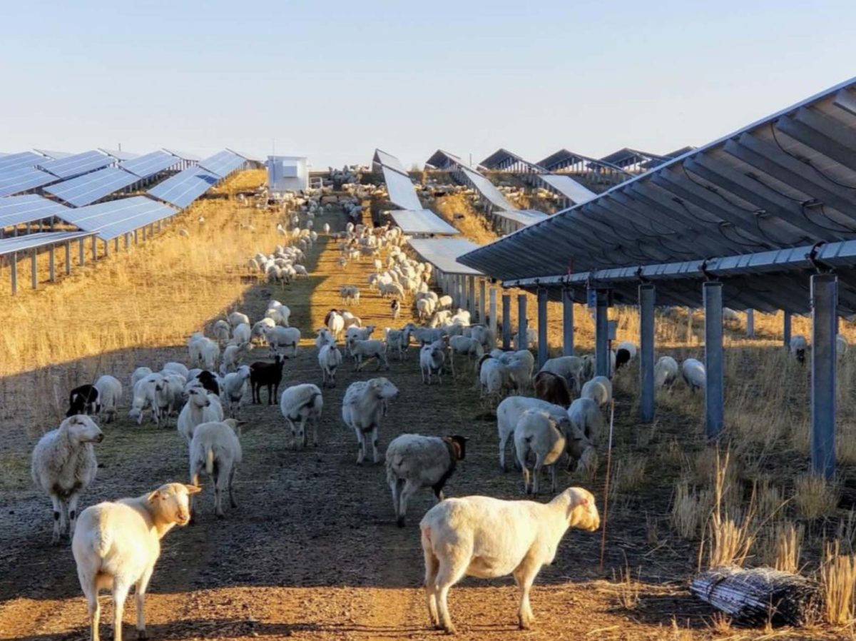 Grazing animals increase carbon sequestration by up to 80% in PV projects
