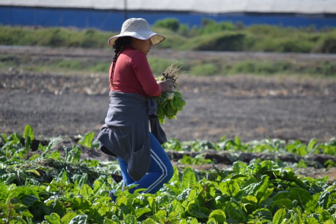 En Chile, ofrecen un curso online gratuito sobre riego y fotovoltaica para mujeres agricultoras