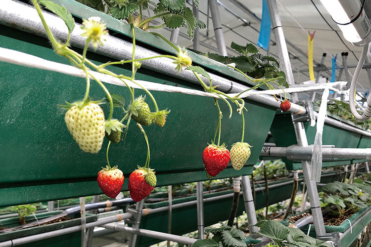 ツブ、太陽光で持続可能なイチゴ栽培法確立