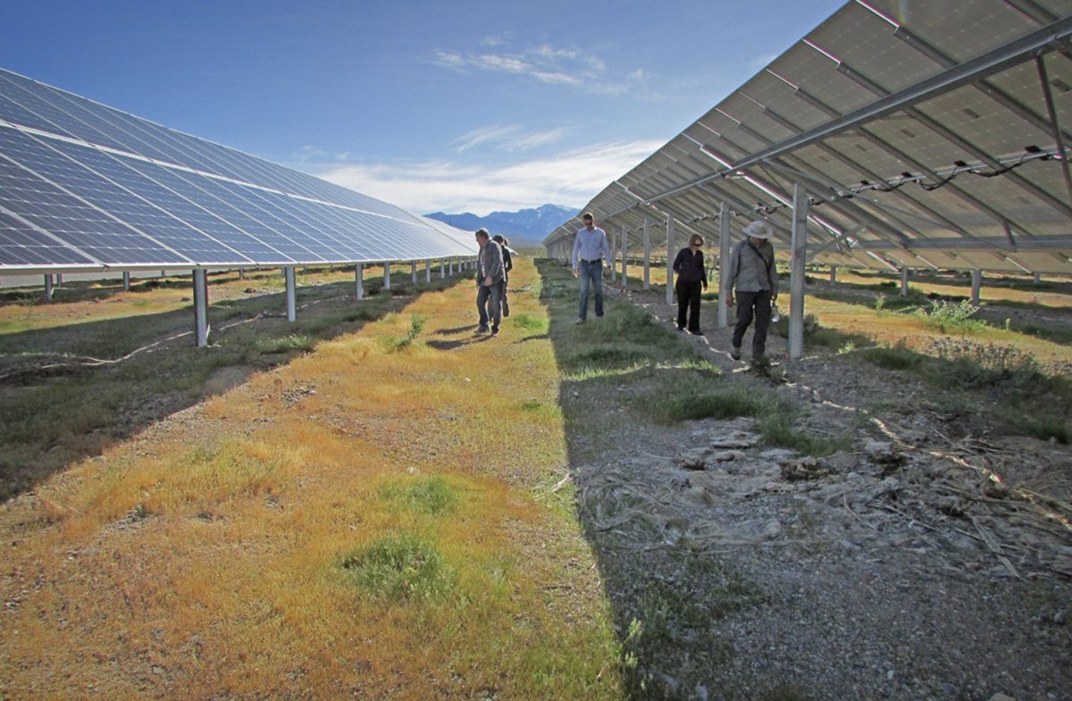 U.S. DOE invests in enhancing environmental and wildlife benefits of solar