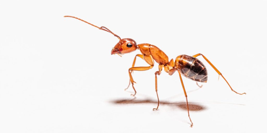 Rostocker Forscher entwickeln Wasserstoff-Batterie aus Ameisensäure und Mangan