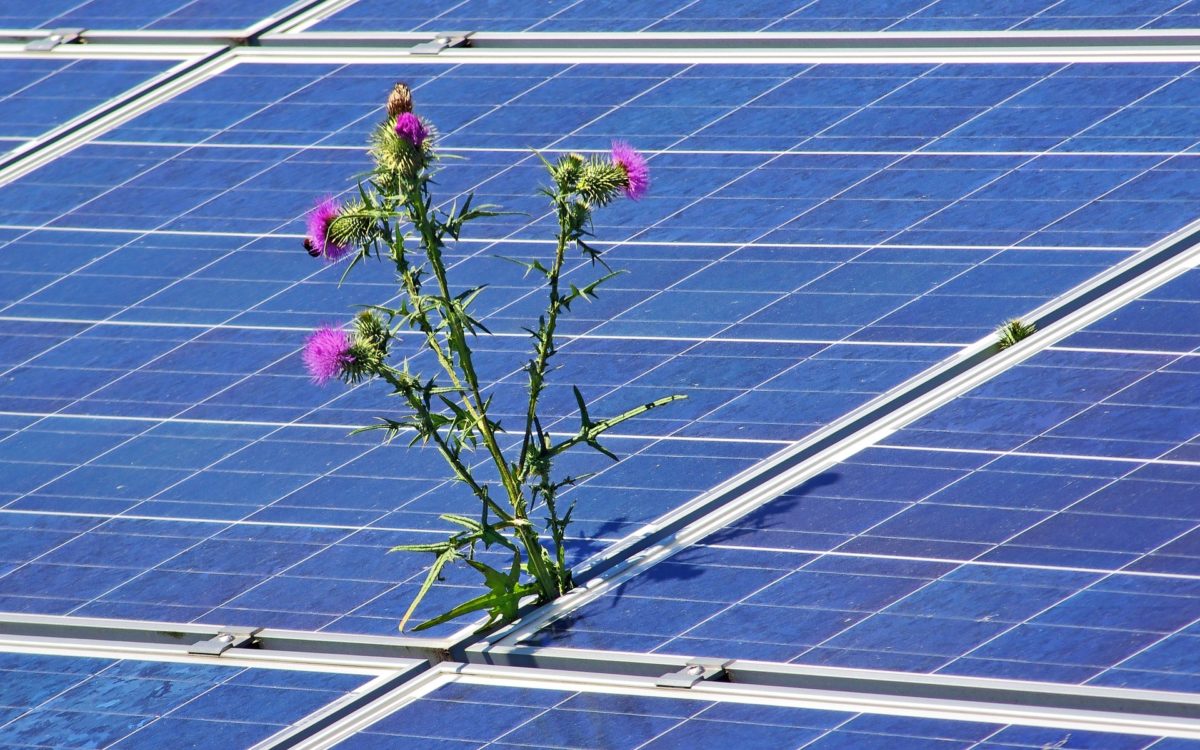 SolarPower Europe publie un guide de bonnes pratiques sur le solaire et la biodiversité