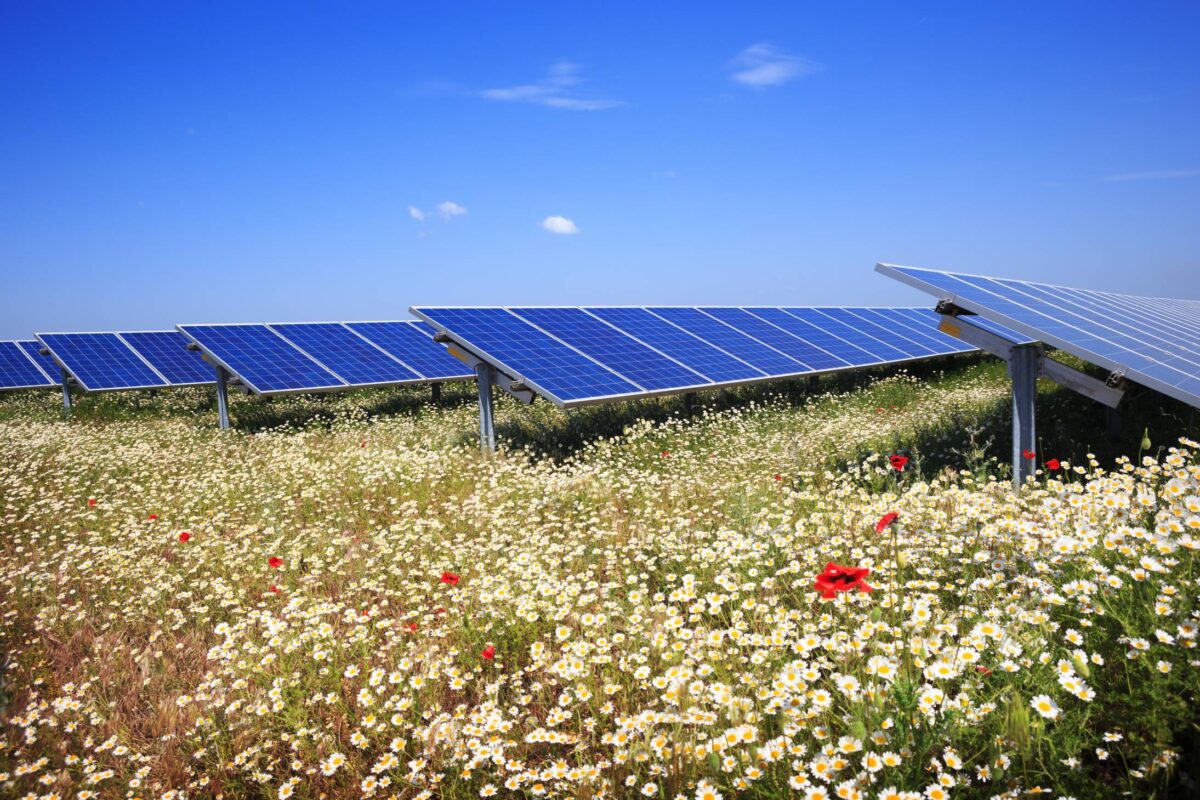 Building nature-friendly solar parks
