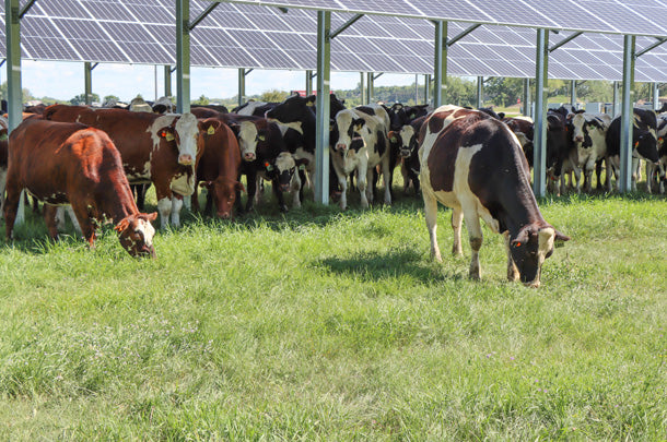 Dairy company to build 20 GW TOPCon solar cell fab